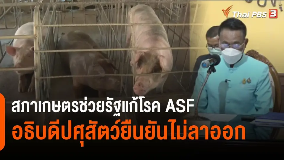 สภาเกษตรกรพร้อมช่วยรัฐแก้โรค ASF