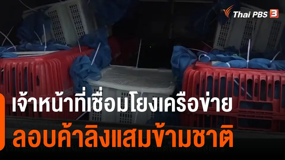เจ้าหน้าที่เชื่อมโยงเครือข่ายลอบค้าลิงแสมข้ามชาติ