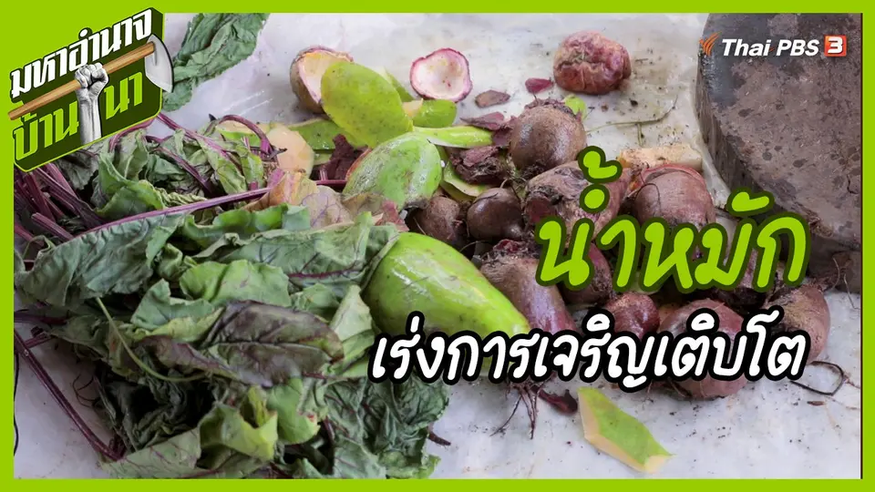 สูตรลับฉบับบ้านนา : น้ำหมักเร่งการเจริญเติบโต