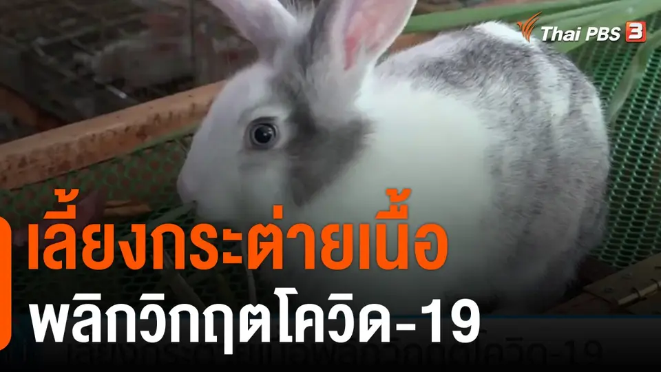 เลี้ยงกระต่ายเนื้อพลิกวิกฤตโควิด-19