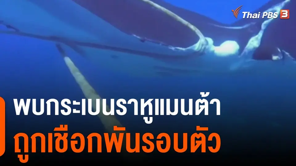 นักดำน้ำพบกระเบนราหูแมนต้าถูกเชือกพันรอบตัว
