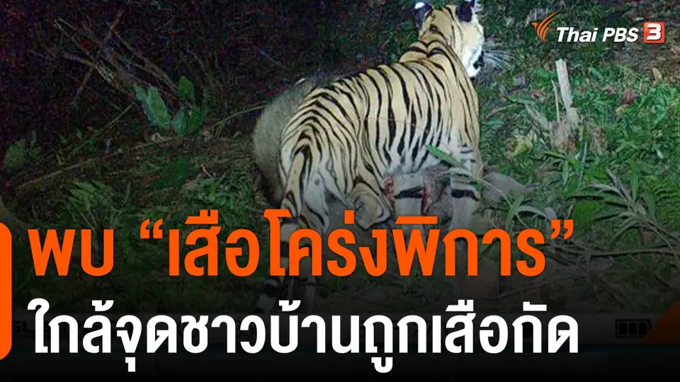 พบ "เสือโคร่งพิการ"  ใกล้จุดชาวบ้านถูกเสือกัด