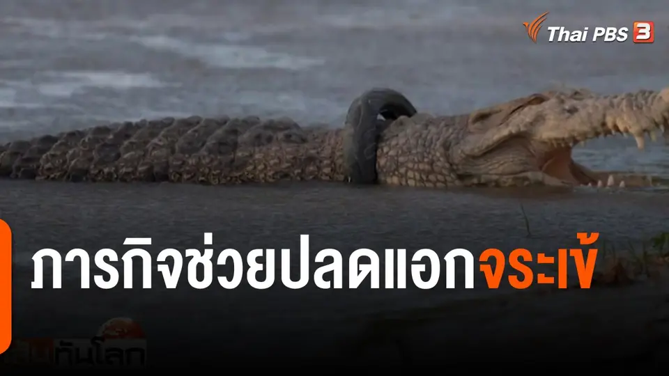 ภารกิจช่วยปลดแอกจระเข้