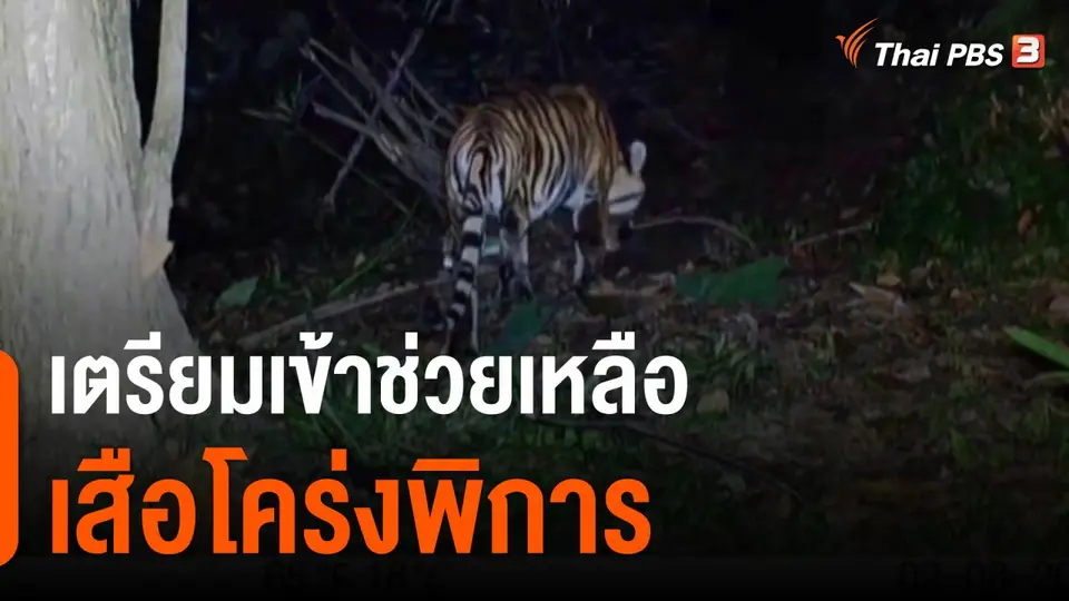 เตรียมเข้าช่วยเหลือเสือโคร่งพิการ