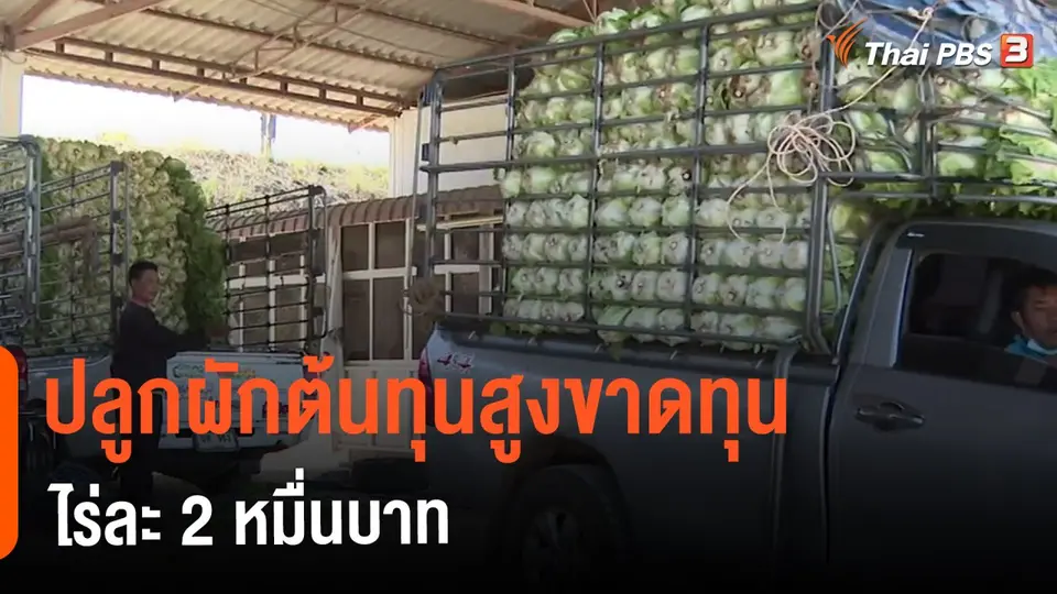 ​กินอยู่รู้รอบ : ปลูกผักต้นทุนสูงขาดทุนไร่ละ 2 หมื่นบาท