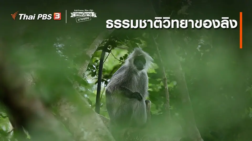 ภาพช็อตเด็ด : ธรรมชาติวิทยาของลิง