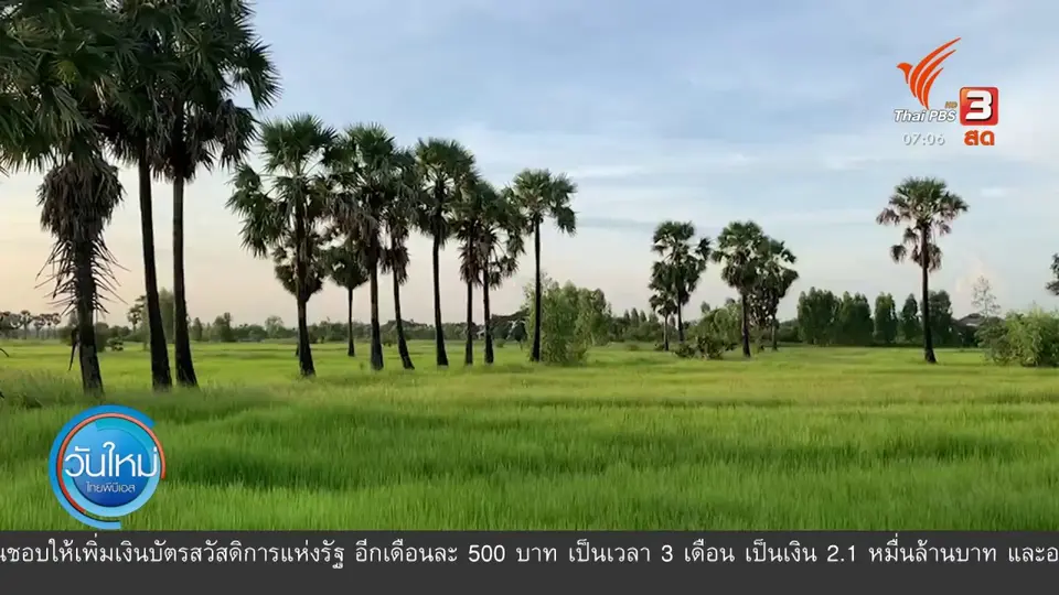 ​กินอยู่รู้รอบ : ปศุสัตว์ยังไม่พบต้นตอฟาร์มเลี้ยงหมูปนเข็มฉีดยา