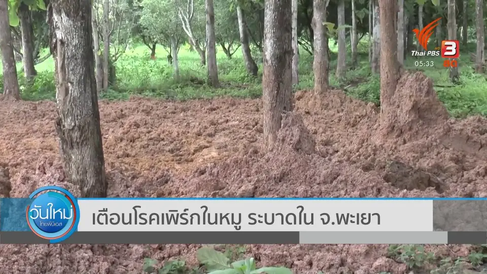 ​เตือนโรคเพิร์กในหมู ระบาดใน จ.พะเยา