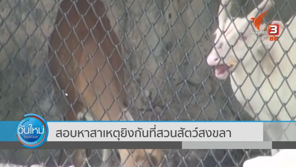 สอบสาเหตุยิงกันที่สวนสัตว์สงขลา