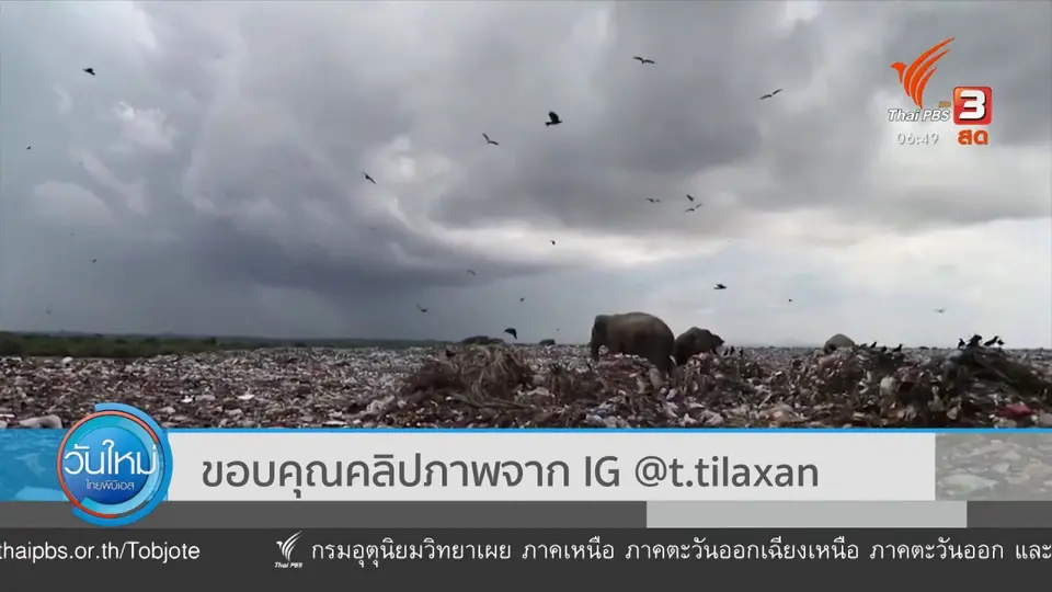 เผยภาพช้างป่าศรีลังกา กินขยะ