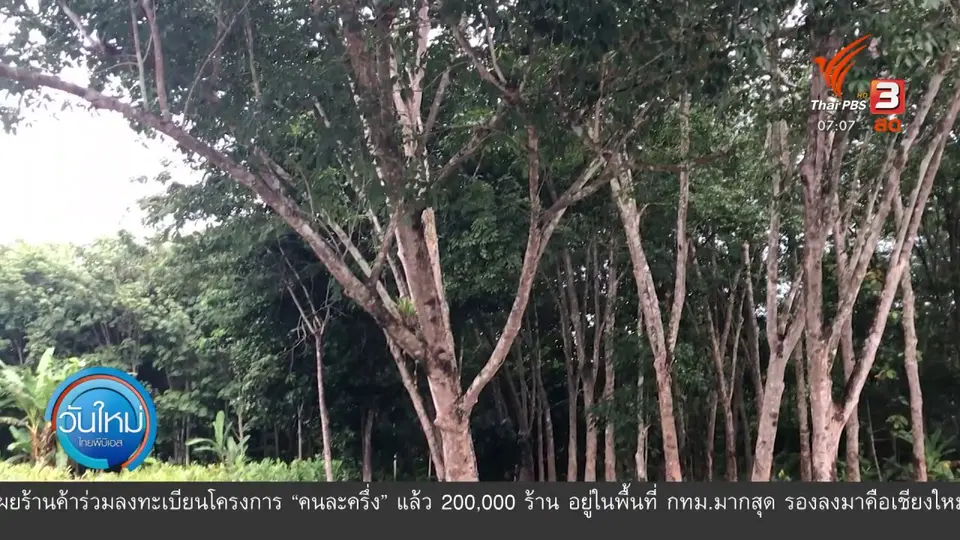 กินอยู่รู้รอบ : "ข่าตาแดง" พืชเศรษฐกิจคนบางกล่ำ จ.สงขลา