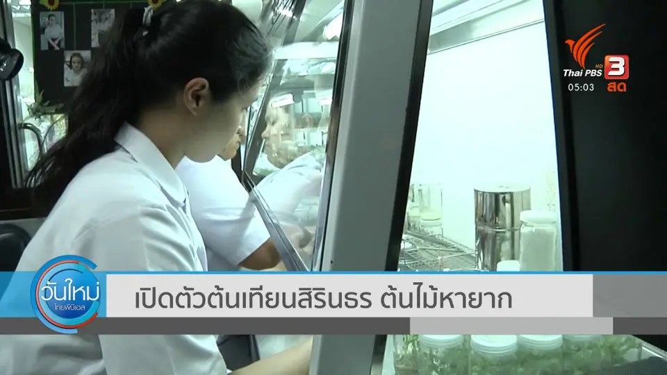 เปิดตัวต้นเทียนสิรินธร ต้นไม้หายาก