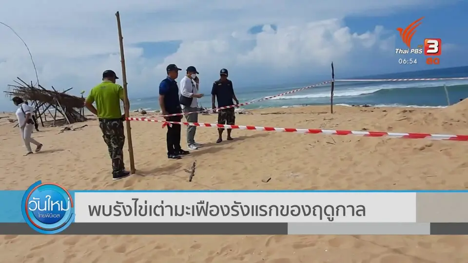 พบรังไข่เต่ามะเฟืองรังแรกของฤดูกาล