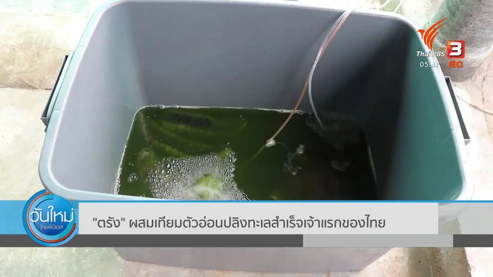 ​"ตรัง" ผสมเทียมตัวอ่อนปลิงทะเลสำเร็จเจ้าแรกของไทย
