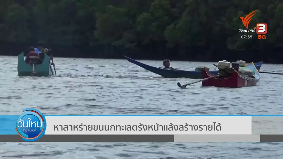 ​หาสาหร่ายขนนกทะเลตรังหน้าเเล้งสร้างรายได้