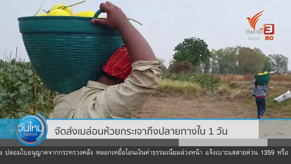 ​จัดส่งเมลอนห้วยกระเจาถึงปลายทางใน 1 วัน