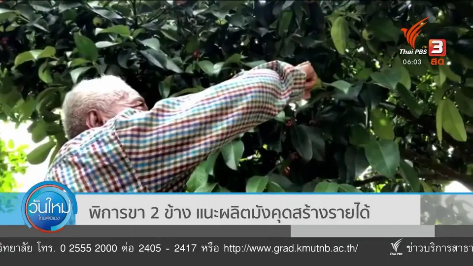 พิการขา 2 ข้าง แนะผลิตมังคุดสร้างรายได้