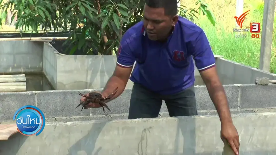 เลี้ยงปูนาส่งพ่อแม่พันธุ์ขายสร้างรายได้