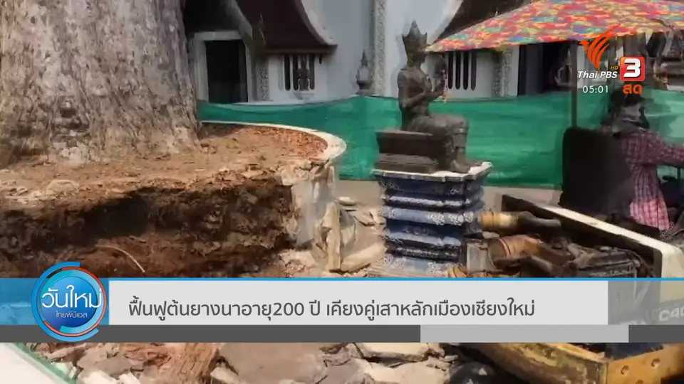 ฟื้นฟูต้นยางนา 200 ปี เคียงคู่เสาหลักเมืองเชียงใหม่