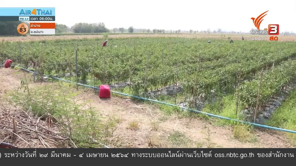 ​ปรับตัวปลูกพริกสู้แล้งรายได้ดีกว่าทำนา