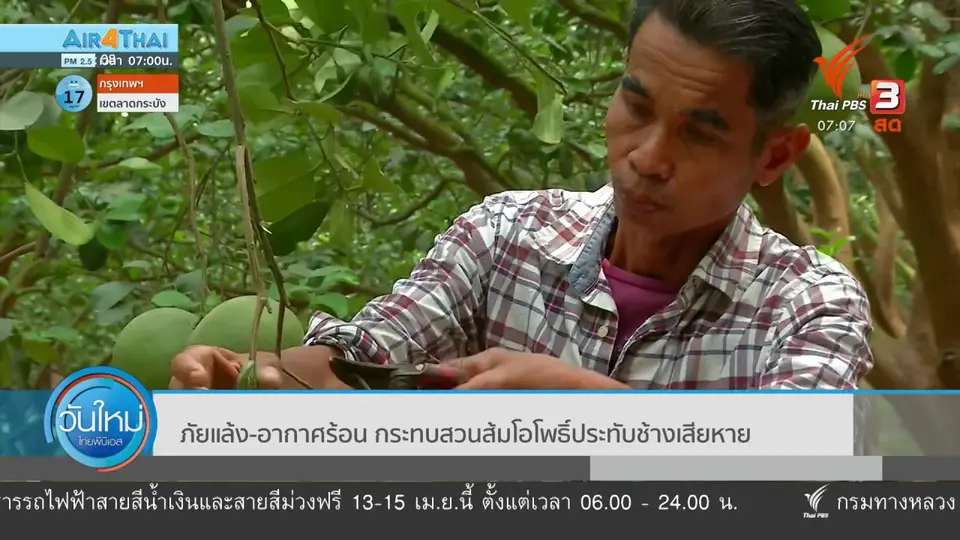 2 องศา ทำมาหากิน ดิน ฟ้า อากาศ : เกษตรกรสวนส้มโอเตรียมแผนรับมือแล้ง เพื่อส่งออก