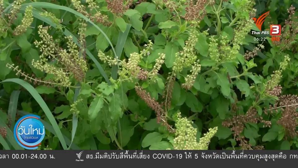 2 องศา ทำมาหากิน ดิน ฟ้า อากาศ : ผู้เลี้ยงปลากระชัง จ.อุทัยธานี ปรับตัวรับภัยแล้ง