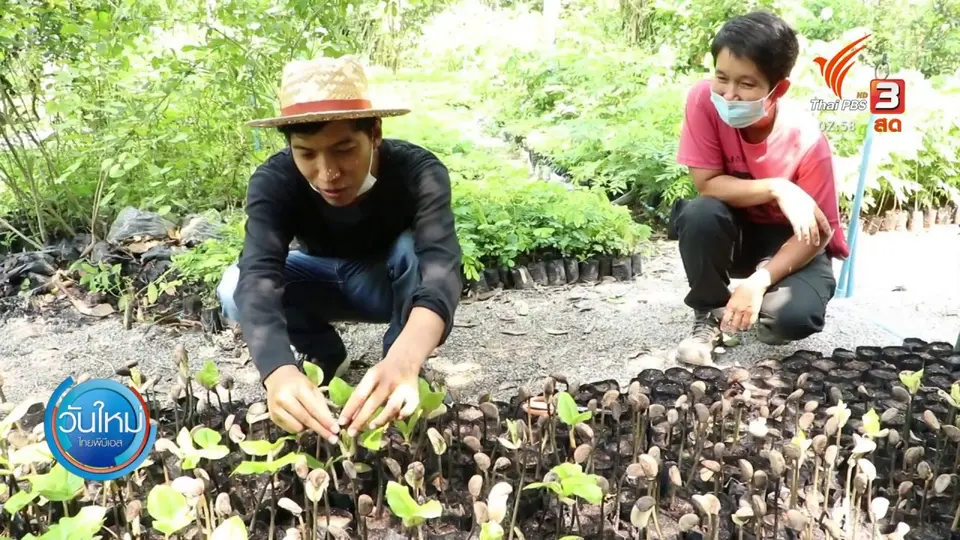 ​เกษตรกรเพาะพันธุ์ไม้ป่า ศก. เปิดขายออนไลน์