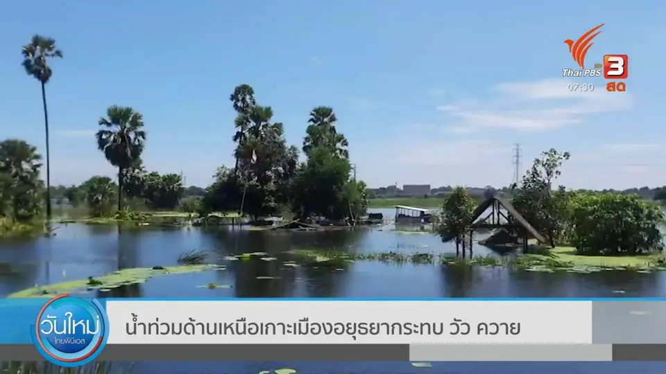 น้ำท่วมด้านเหนือเกาะเมืองอยุธยากระทบ วัว ควาย : C-Site Focus พิกัดข่าว