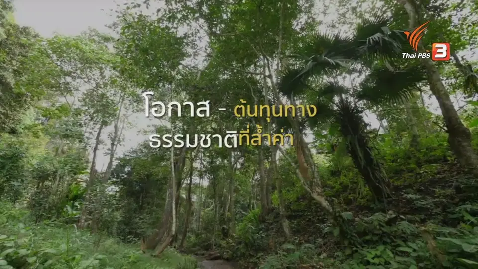 ดอกผลของความยั่งยืน : พัฒนาชุมชนด้วยกาแฟป่า