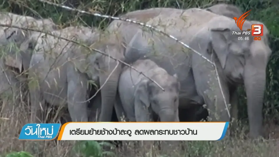 เตรียมย้ายช้างป่าละอู ลดผลกระทบชาวบ้าน