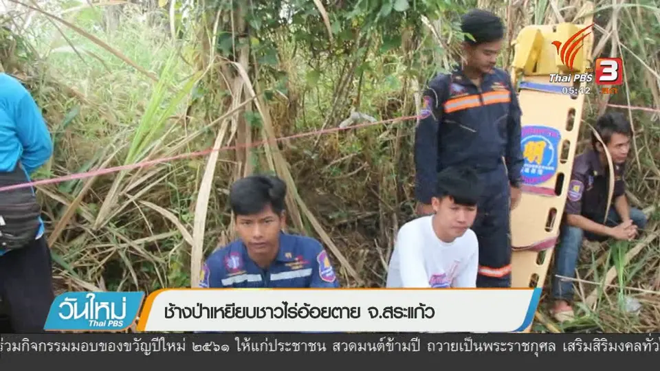 ช้างป่าเหยียบชาวไร่อ้อยตาย จ.สระแก้ว
