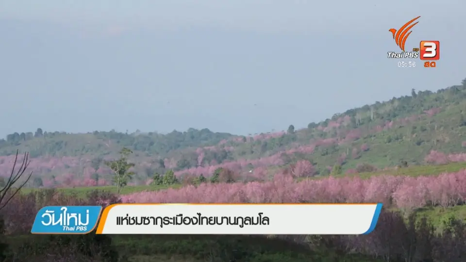 แห่ชมซากุระเมืองไทยบานภูลมโล