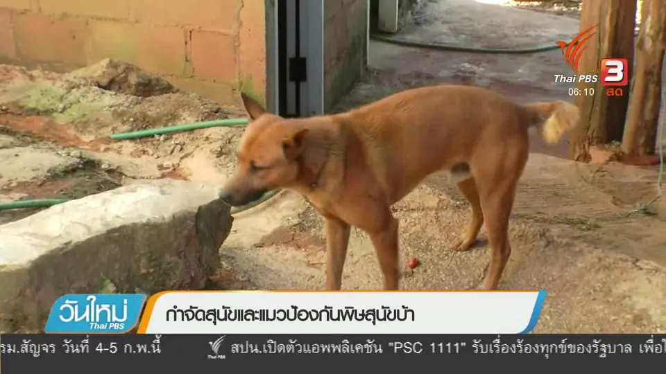กำจัดสุนัขและแมวป้องกันพิษสุนัขบ้า