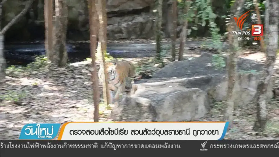 ตรวจสอบเสือไซบีเรีย สวนสัตว์อุบลราชธานี ถูกวางยา