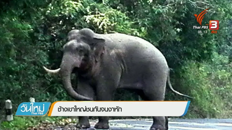 ช้างเขาใหญ่ชนกันจนงาหัก