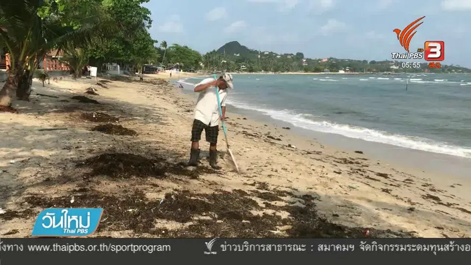 พบก้อนสีดำคล้ายน้ำมันเกลื่อนหาดเกาะสมุย