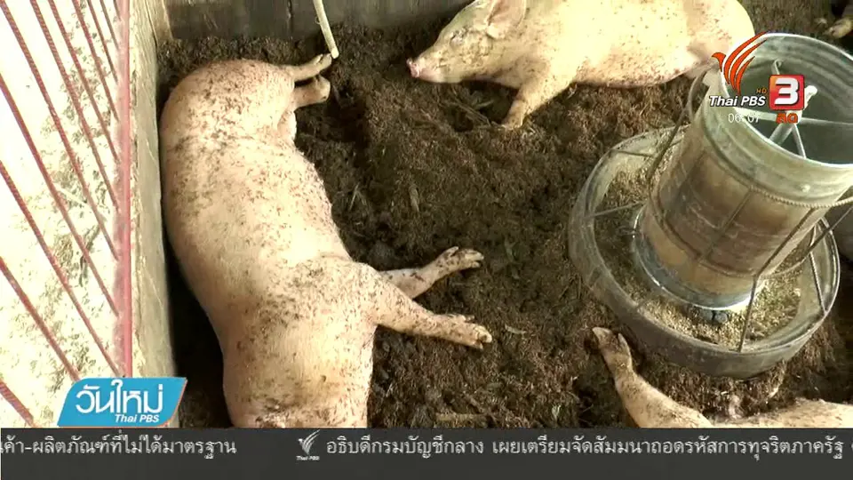 ปศุสัตว์จังหวัดนครราชสีมา วอนอย่าตื่นตระหนกข่าวหมูติดพิษสุนัขบ้า