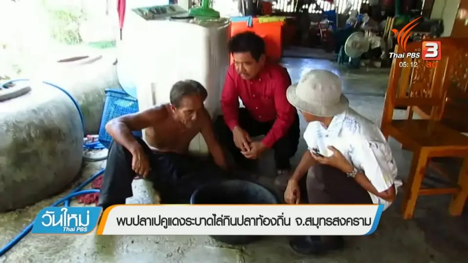 พบปลาเปคูแดงระบาดไล่กินปลาท้องถิ่น จ.สมุทรสงคราม