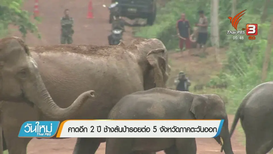 คาดอีก 2 ปี ช้างล้นป่ารอยต่อ 5 จังหวัดภาคตะวันออก
