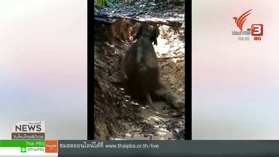 จับตาข่าวเด่น : ช้างชบาแก้ว ขวัญใจโซเชียล