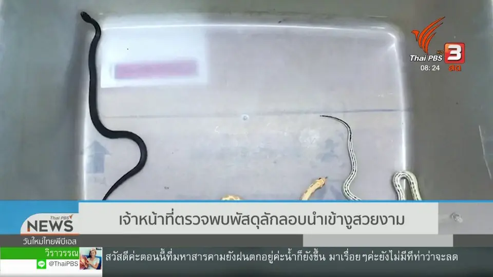 ​จับตาข่าวเด่น : เจ้าหน้าที่ตรวจพบพัสดุลักลอบนำเข้างูสวยงาม