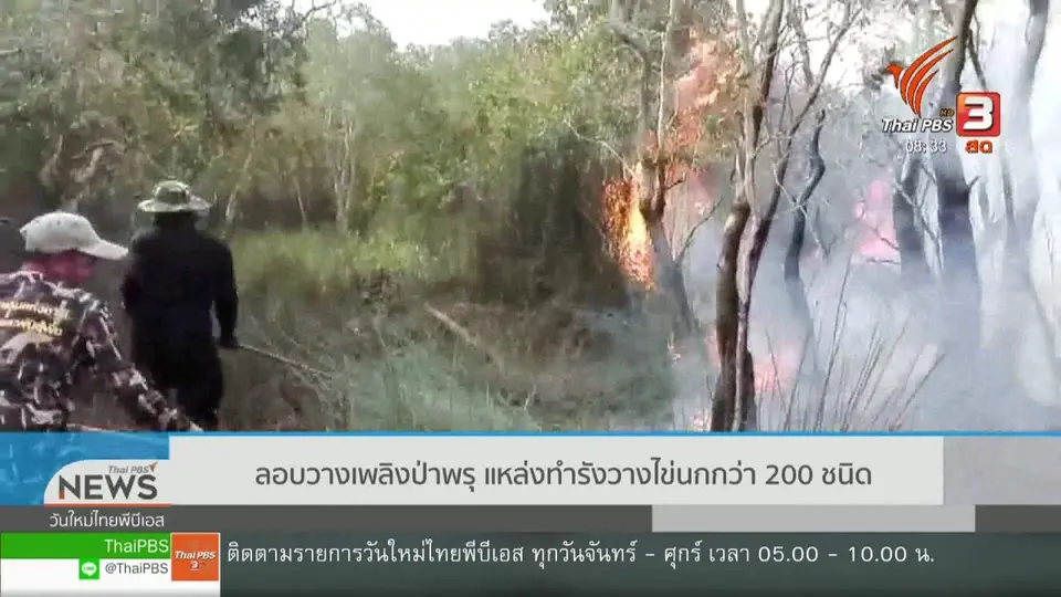 ​เกาะติดประเด็นร้อน : ลอบวางเพลิงป่าพรุ แหล่งทำรังวางไข่นกกว่า 200 ชนิด