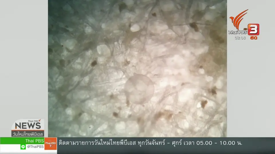 จับตาข่าวเด่น : ไมโครพลาสติกในปลาทู ชี้อันตรายขยะทะเล ส่งผลกระทบได้ในคน