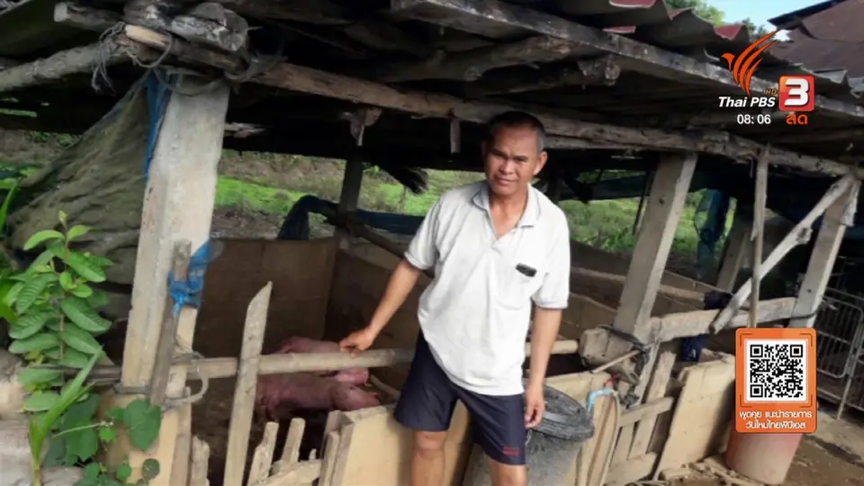 จับตาข่าวเด่น : ปศุสัตว์เชียงรายคุมพื้นที่หมูตาย หวั่นเชื้ออหิวาต์แอฟริการะบาด