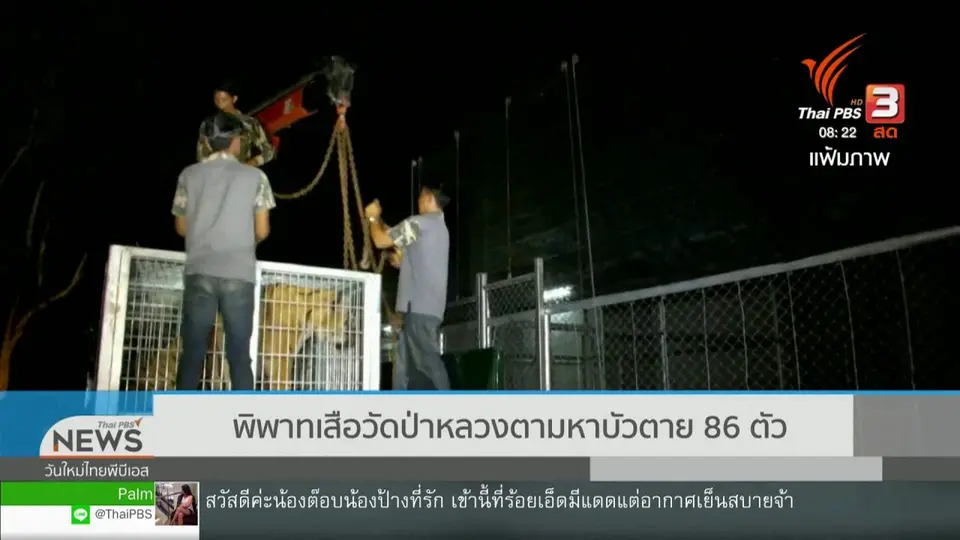 จับตาข่าวเด่น : พิพาทเสือวัดป่าหลวงตาบัวตาย 86 ตัว