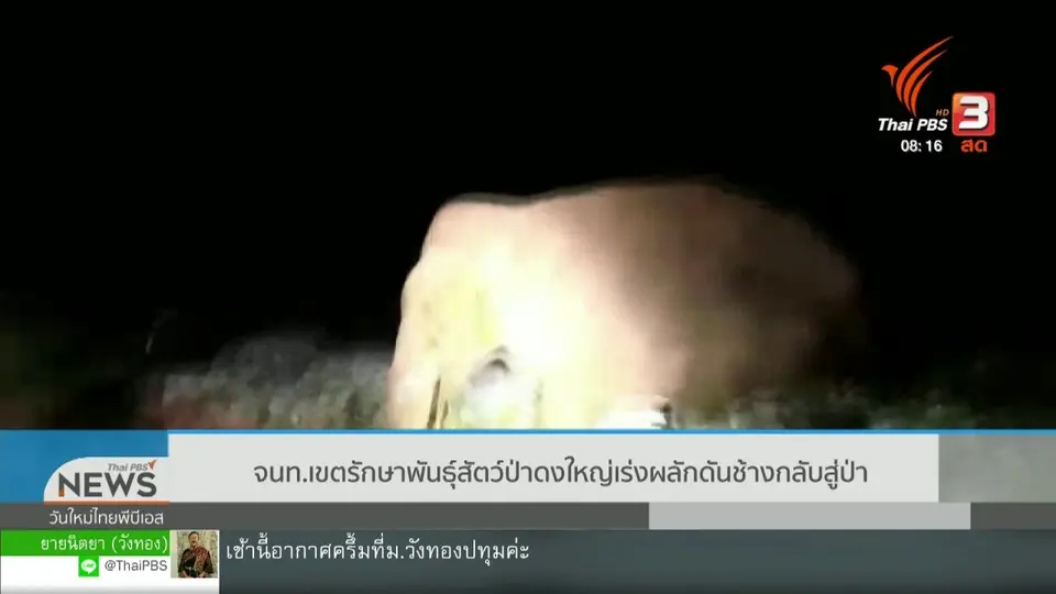 ​จับตาข่าวเด่น : จนท.เขตรักษาพันธุ์สัตว์ป่าดงใหญ่ เร่งผลักดันช้างกลับเข้าป่า
