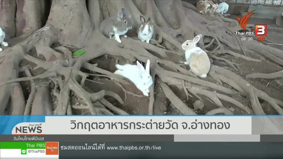​จับตาข่าวเด่น : วิกฤตอาหารกระต่ายวัด จ.อ่างทอง