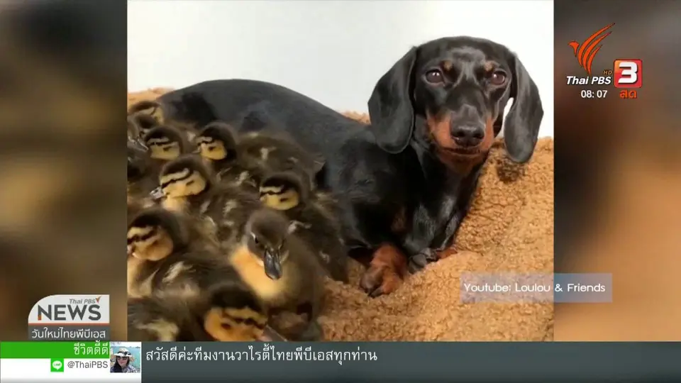 จับตาข่าวเด่น : มิตรภาพของสัตว์โลก