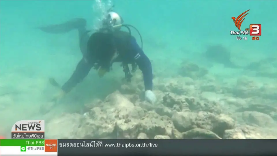 ​จับตาข่าวเด่น : อุทยานเร่งศึกษาฝูงฉลามหูดำที่อ่าวมาหยา จ.กระบี่