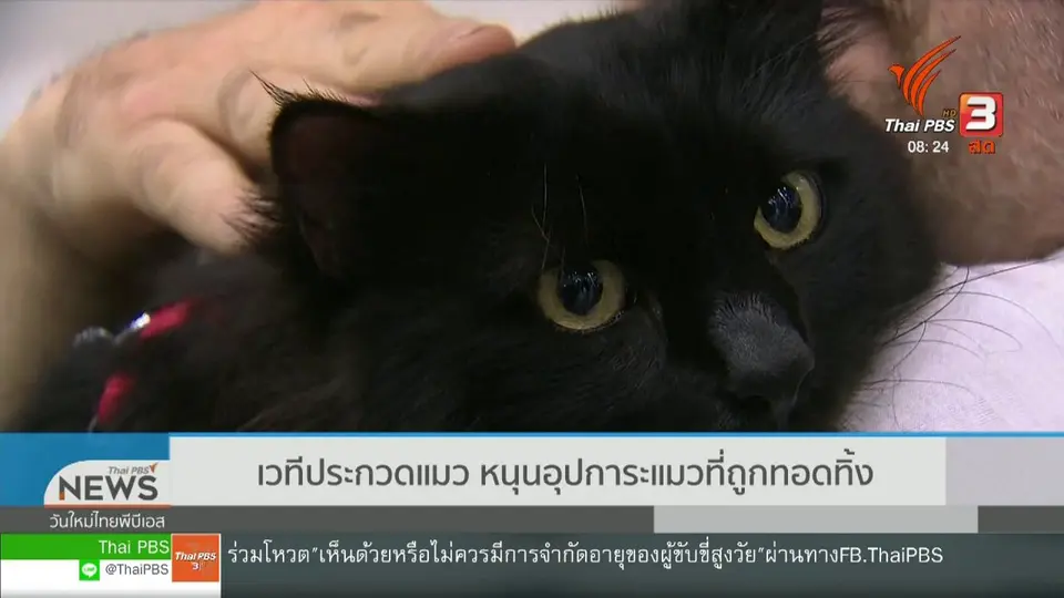 ​จับตาข่าวเด่น : เวทีประกวดแมว หนุนอุปการะแมวที่ถูกทอดทิ้ง